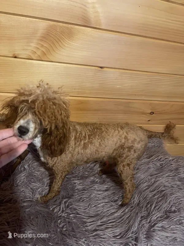 Cash – Poodle - Toy  puppy for sale in Crossville, TN