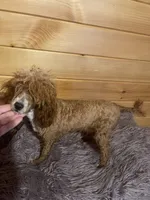 Cash, a male Poodle - Toy  for sale in Crossville, TN – 1 of 3