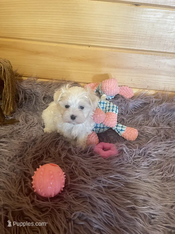Eva – Maltese, Mal Shi puppy for sale in Crossville, TN