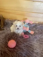 Eva, a female Maltese and Mal Shi for sale in Crossville, TN – 1 of 5
