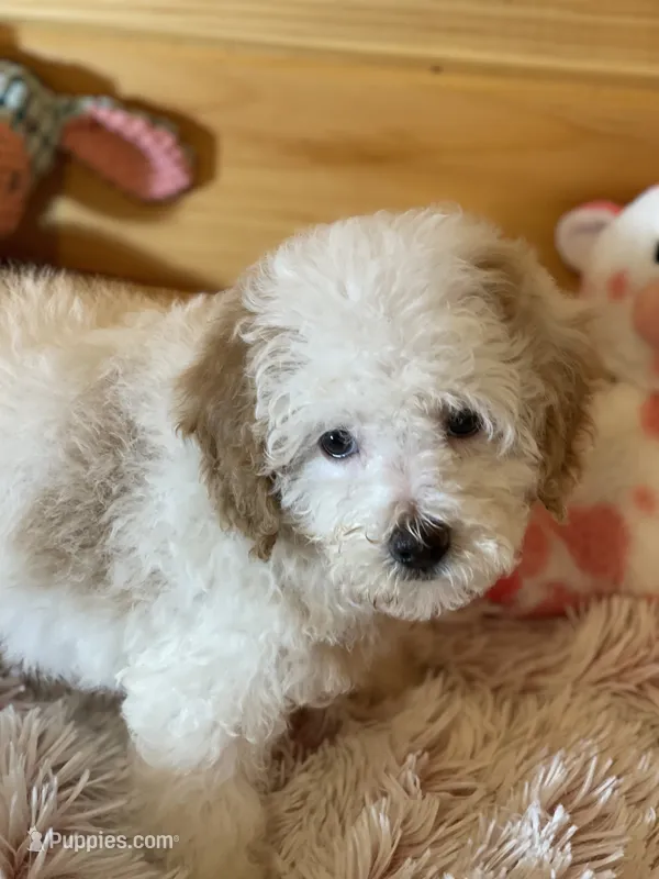 Queen  – Maltipoo puppy for sale in Crossville, TN