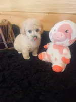 Cream Girl, a female Maltipoo for sale in Crossville, TN – Photo 2 of 6