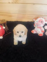 Cream Girl, a female Maltipoo for sale in Crossville, TN – Photo 3 of 6