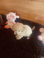 Cream Girl, a female Maltipoo for sale in Crossville, TN – Photo 4 of 6