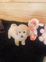 Cream Girl, a female Maltipoo for sale in Crossville, TN – Photo 1 of 6