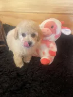 Cream Girl, a female Maltipoo for sale in Crossville, TN – Photo 5 of 6