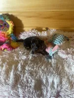 Trish, a female Miniature Dachshund for sale in Crossville, TN – 2 of 6