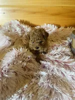 Lizzie, a female Maltipoo for sale in Crossville, TN – 4 of 7