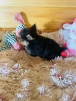 Chantilly, a female Yorkshire Terrier for sale in Crossville, TN – 2 of 6