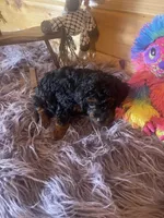 Pepe, a male Yorkipoo and Yorkshire Terrier for sale in Crossville, TN – 7 of 8