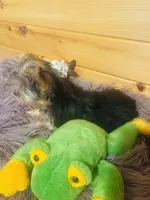 Spike, a male Yorkshire Terrier for sale in Crossville, TN – 2 of 6