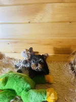 Max, a male Yorkshire Terrier for sale in Crossville, TN – 8 of 8