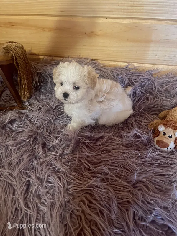 Buster – Maltese, Mal Shi puppy for sale in Crossville, TN