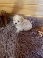 Buster, a male Maltese and Mal Shi for sale in Crossville, TN – 1 of 6
