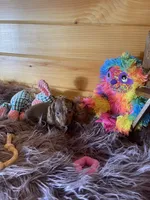 Delilah, a female Miniature Dachshund for sale in Crossville, TN – 7 of 7