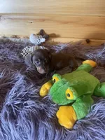 Dagger, a male Miniature Dachshund for sale in Crossville, TN – 2 of 7