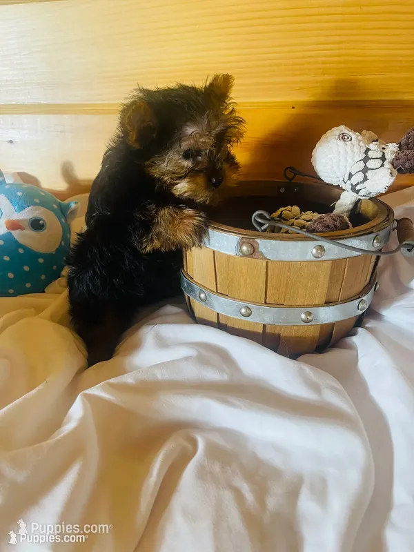 Howie – Yorkshire Terrier puppy for sale in Crossville, TN