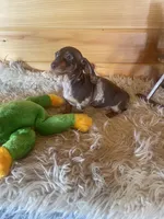 Radar , a male Miniature Dachshund for sale in Crossville, TN – Photo 8 of 8