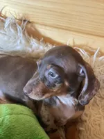 Radar , a male Miniature Dachshund for sale in Crossville, TN – Photo 4 of 8