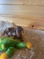 Radar , a male Miniature Dachshund for sale in Crossville, TN – Photo 7 of 8