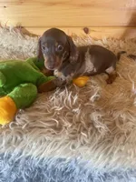 Radar , a male Miniature Dachshund for sale in Crossville, TN – Photo 5 of 8
