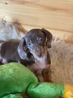 Radar , a male Miniature Dachshund for sale in Crossville, TN – Photo 1 of 8