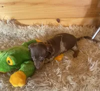 Radar , a male Miniature Dachshund for sale in Crossville, TN – Photo 3 of 8