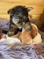Howie, a male Yorkshire Terrier for sale in Crossville, TN – 8 of 8