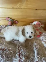 Queen , a female Maltipoo for sale in Crossville, TN – 6 of 6