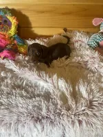 Delilah, a female Miniature Dachshund for sale in Crossville, TN – 3 of 7