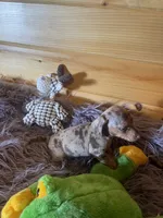 Devon, a male Miniature Dachshund for sale in Crossville, TN – 4 of 7