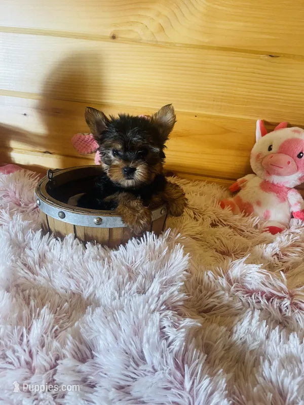Holly – Yorkshire Terrier puppy for sale in Crossville, TN