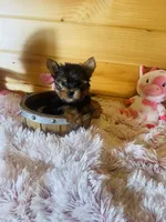 Holly, a female Yorkshire Terrier for sale in Crossville, TN – 1 of 8
