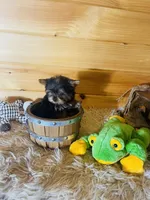 Max, a male Yorkshire Terrier for sale in Crossville, TN – 5 of 8