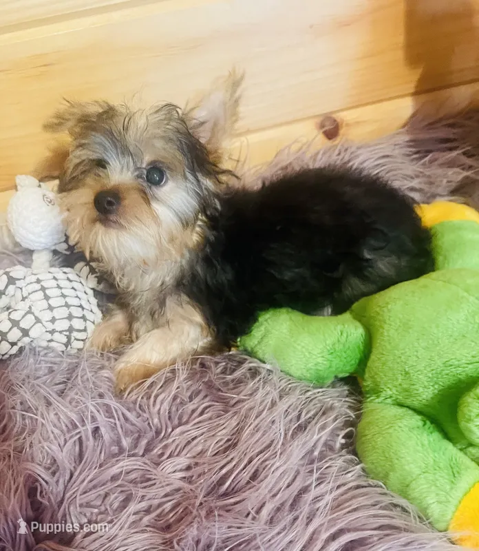 Spike – Yorkshire Terrier puppy for sale in Crossville, TN