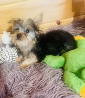 Spike, a male Yorkshire Terrier for sale in Crossville, TN – 4 of 6