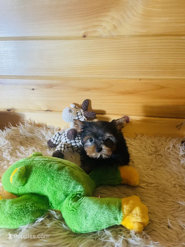 Max – Yorkshire Terrier puppy for sale in Crossville, TN