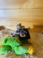Max, a male Yorkshire Terrier for sale in Crossville, TN – 1 of 8
