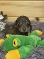 Dagger, a male Miniature Dachshund for sale in Crossville, TN – 3 of 7