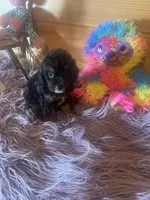 Star, a female Yorkipoo and Yorkshire Terrier for sale in Crossville, TN – 4 of 6