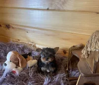 Howie, a male Yorkshire Terrier for sale in Crossville, TN – 7 of 8
