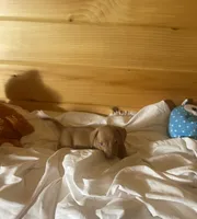 Devon, a male Miniature Dachshund for sale in Crossville, TN – 6 of 6