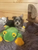 Spike, a male Yorkshire Terrier for sale in Crossville, TN – 1 of 6