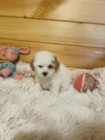 Rachel, a female Maltipoo for sale in Crossville, TN – 2 of 6