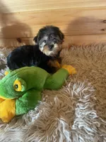 Leo, a male Yorkshire Terrier for sale in Crossville, TN – Photo 4 of 7