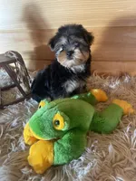 Leo, a male Yorkshire Terrier for sale in Crossville, TN – Photo 2 of 7