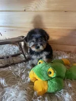 Leo, a male Yorkshire Terrier for sale in Crossville, TN – Photo 5 of 7