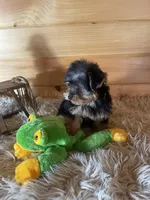 Leo, a male Yorkshire Terrier for sale in Crossville, TN – Photo 7 of 7