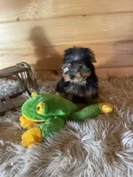 Leo, a male Yorkshire Terrier for sale in Crossville, TN – Photo 6 of 7