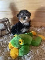 Leo, a male Yorkshire Terrier for sale in Crossville, TN – Photo 3 of 7